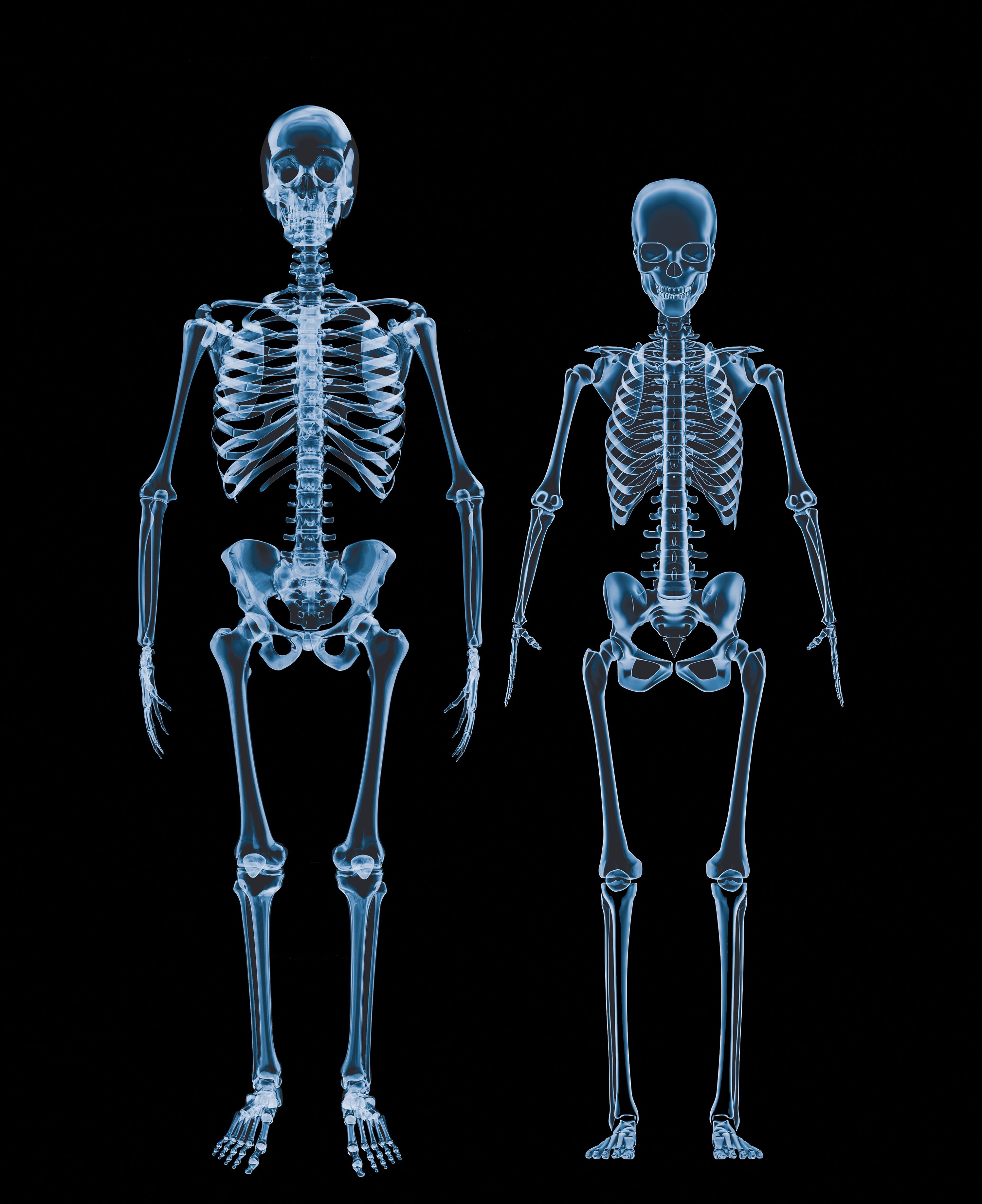 male and female human skeletons