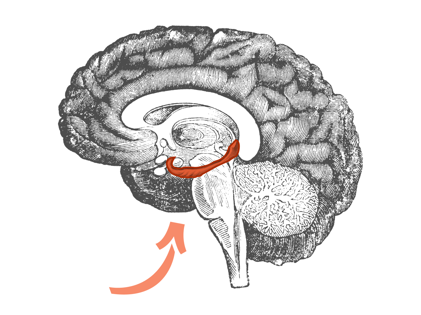 blank brain diagram inside