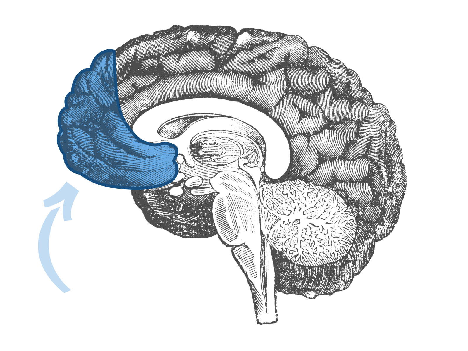 prefrontal cortex