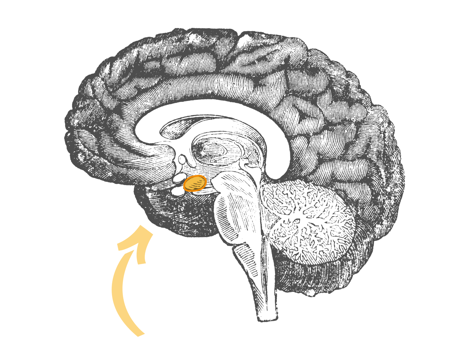 amygdala